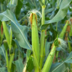 corn-ears-90